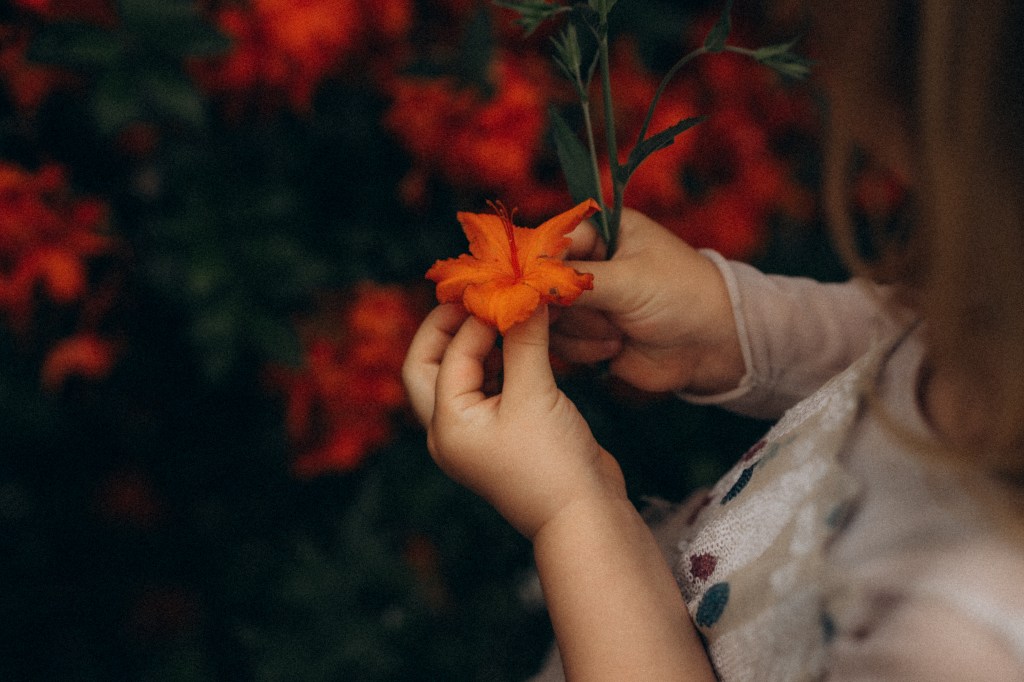 kind pflückt Blume und betrachtet ihre Hand. rote Blume, Blütenbaum. Fotografie Trier Saarland